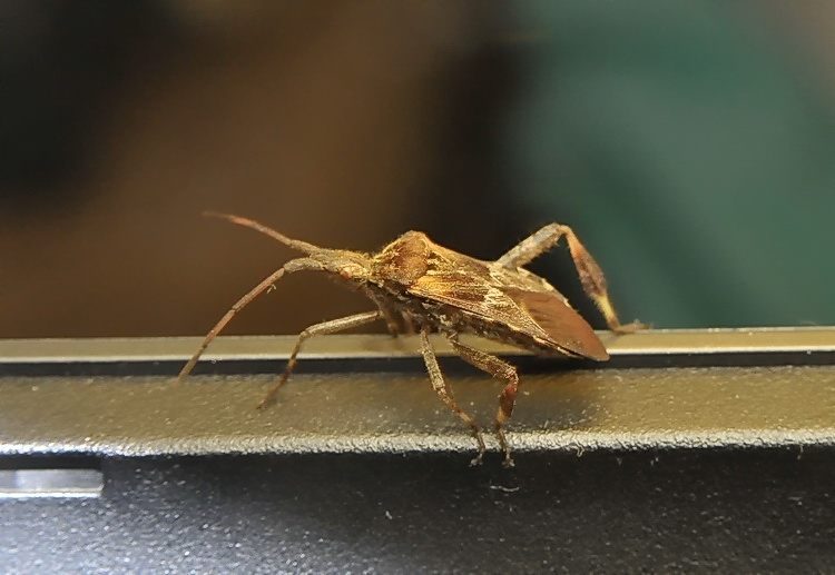 Coreidaee: Leptoglossus occidentalis 